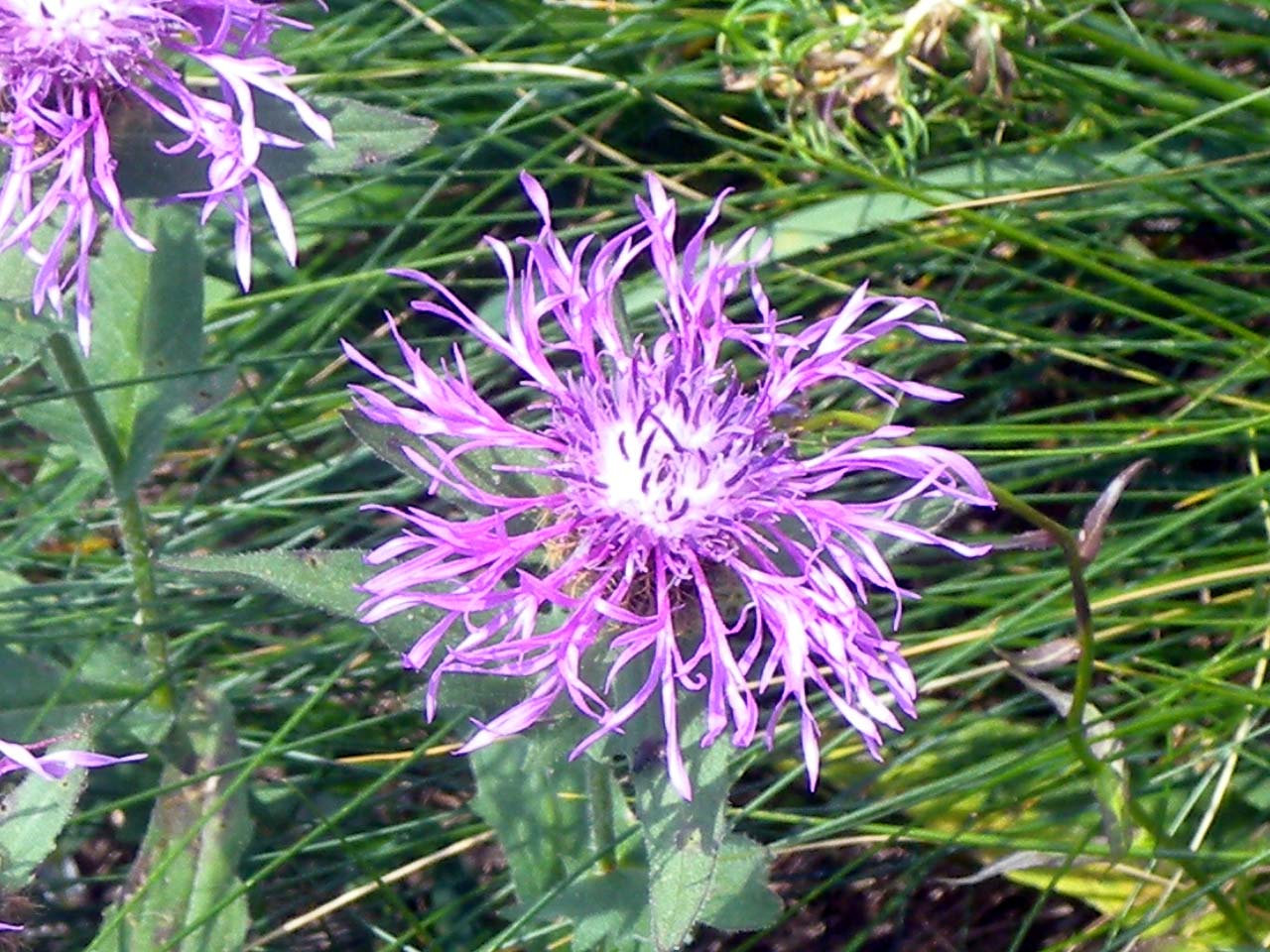 Centaurea cfr. uniflora